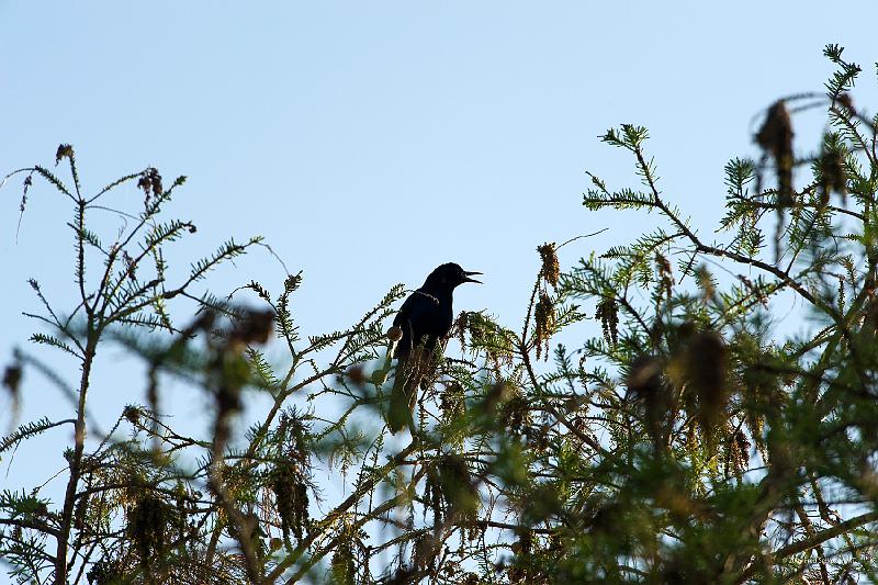 20090220_164031 D3 (1) P1 5100x3400 srgb.jpg - Loxahatchee National Wildlife Preserve